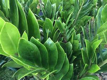 Load image into Gallery viewer, ZZ Plants