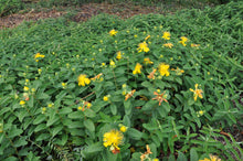 Load image into Gallery viewer, St. John's Wort
