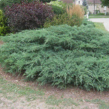 Load image into Gallery viewer, Sargent Green Juniper Shrubs