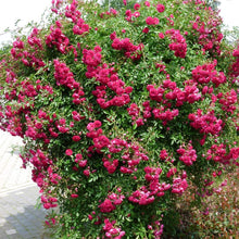 Load image into Gallery viewer, Princess Holly Ann Crape Myrtle Shrubs