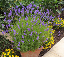 Load image into Gallery viewer, Phenomenal Lavender