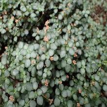Load image into Gallery viewer, Pilea Glauca 'Red Stem Tears' Plants