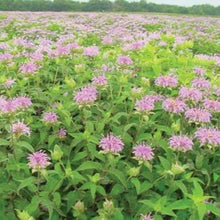Load image into Gallery viewer, Wild Bergamot