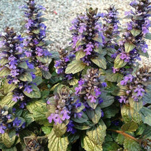 Load image into Gallery viewer, Ajuga Bronze Beauty