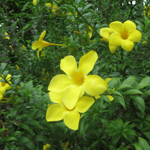 Load image into Gallery viewer, Allamanda Bush