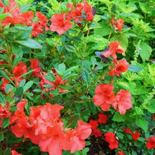Load image into Gallery viewer, Autumn Embers Encore Azalea Shrubs