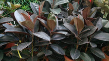 Load image into Gallery viewer, Burgundy Rubber Plants
