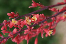 Load image into Gallery viewer, Texas Red Yucca Shrubs