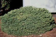 Load image into Gallery viewer, Birds Nest Spruce Shrubs