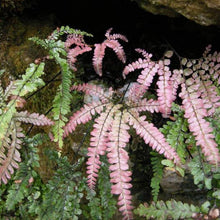 Load image into Gallery viewer, Rosy Maidenhair Fern Plants