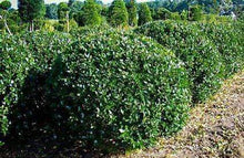 Load image into Gallery viewer, Blue Prince Holly Shrubs