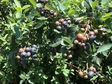 Load image into Gallery viewer, Climax Blueberry Bushes
