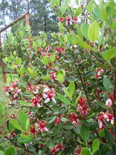 Load image into Gallery viewer, Pineapple Guava Shrubs
