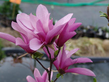 Load image into Gallery viewer, Magnolia Jane Trees
