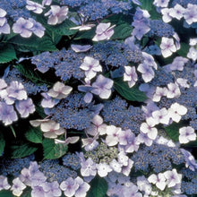 Load image into Gallery viewer, Blue Billow Hydrangea Shrubs
