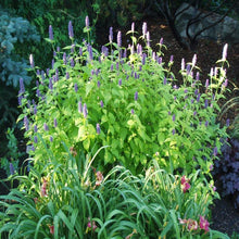 Load image into Gallery viewer, Agastache Golden Jubilee
