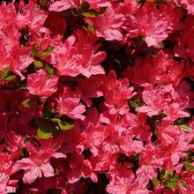 Load image into Gallery viewer, Azalea Hershey Red Shrubs
