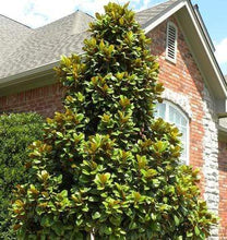 Load image into Gallery viewer, Teddy Bear Magnolia
