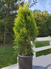 Load image into Gallery viewer, Arborvitae Forever Goldy Trees
