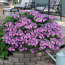 Load image into Gallery viewer, Hydrangea Tiny Tuff Stuff Shrubs
