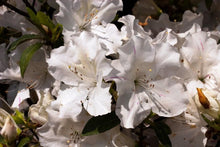 Load image into Gallery viewer, Autumn Lily Encore Azalea Shrubs
