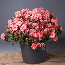 Load image into Gallery viewer, Azalea Blaauw&#39;s Pink Shrubs
