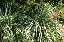 Load image into Gallery viewer, Big Blue Liriope
