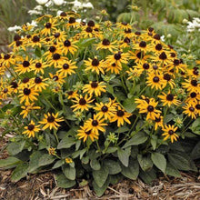 Load image into Gallery viewer, Black-Eyed Susan Rudbeckia Plants
