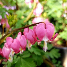 Load image into Gallery viewer, Bleeding Hearts
