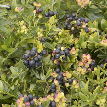 Load image into Gallery viewer, Blueberry Glaze Blueberry Bushes
