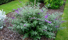 Load image into Gallery viewer, Butterfly Bush Petite Blue Heaven Shrubs
