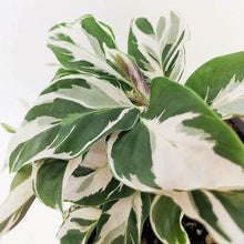 Load image into Gallery viewer, Calathea &#39;white fusion&#39;
