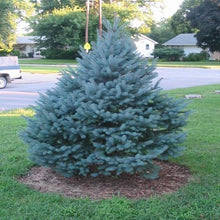 Load image into Gallery viewer, Colorado Blue Spruce Trees
