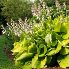 Load image into Gallery viewer, Hosta Sum and Substance
