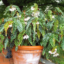 Load image into Gallery viewer, Begonia wightii Maculata Plants
