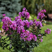Load image into Gallery viewer, Purple Magic Crape Myrtle Trees
