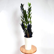 Load image into Gallery viewer, Raven ZZ Plants
