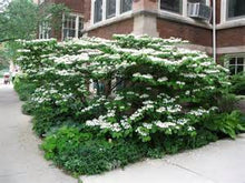 Load image into Gallery viewer, Doublefile Viburnum Shrubs
