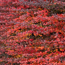 Load image into Gallery viewer, Royal Burgundy Barberry Shrubs
