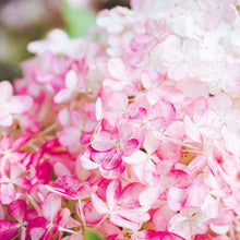 Load image into Gallery viewer, Vanilla Strawberry Hydrangea
